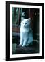 Ice kitten-Vincent Alexander Booth-Framed Photographic Print