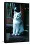 Ice kitten-Vincent Alexander Booth-Framed Stretched Canvas