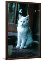 Ice kitten-Vincent Alexander Booth-Framed Photographic Print