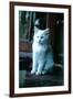 Ice kitten-Vincent Alexander Booth-Framed Premium Photographic Print