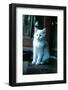 Ice kitten-Vincent Alexander Booth-Framed Photographic Print