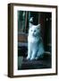 Ice kitten-Vincent Alexander Booth-Framed Photographic Print