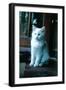 Ice kitten-Vincent Alexander Booth-Framed Photographic Print