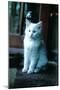 Ice kitten-Vincent Alexander Booth-Mounted Photographic Print