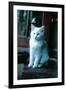 Ice kitten-Vincent Alexander Booth-Framed Photographic Print