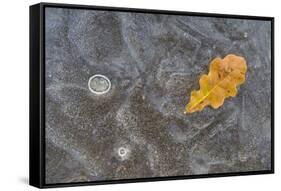 Ice, oak leaf on frozen puddle, Dorset, England-Nicholas & Sherry Lu Aldridge-Framed Stretched Canvas