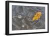 Ice, oak leaf on frozen puddle, Dorset, England-Nicholas & Sherry Lu Aldridge-Framed Photographic Print