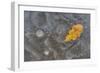 Ice, oak leaf on frozen puddle, Dorset, England-Nicholas & Sherry Lu Aldridge-Framed Photographic Print