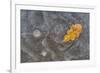 Ice, oak leaf on frozen puddle, Dorset, England-Nicholas & Sherry Lu Aldridge-Framed Photographic Print