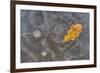 Ice, oak leaf on frozen puddle, Dorset, England-Nicholas & Sherry Lu Aldridge-Framed Photographic Print