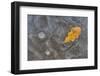 Ice, oak leaf on frozen puddle, Dorset, England-Nicholas & Sherry Lu Aldridge-Framed Photographic Print