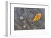 Ice, oak leaf on frozen puddle, Dorset, England-Nicholas & Sherry Lu Aldridge-Framed Photographic Print