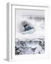 Ice on Jokulsa Beach, Iceland-Nadia Isakova-Framed Photographic Print