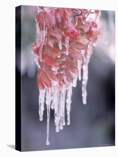 Ice on Smooth Sumac Tree, Bend, Oregon, USA-null-Stretched Canvas