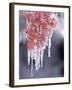 Ice on Smooth Sumac Tree, Bend, Oregon, USA-null-Framed Photographic Print