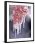 Ice on Smooth Sumac Tree, Bend, Oregon, USA-null-Framed Photographic Print