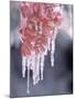 Ice on Smooth Sumac Tree, Bend, Oregon, USA-null-Mounted Photographic Print