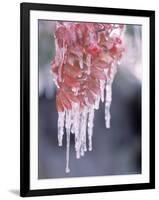 Ice on Smooth Sumac Tree, Bend, Oregon, USA-null-Framed Photographic Print