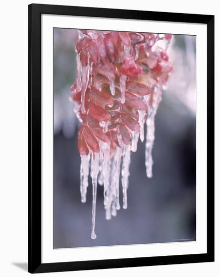 Ice on Smooth Sumac Tree, Bend, Oregon, USA-null-Framed Photographic Print