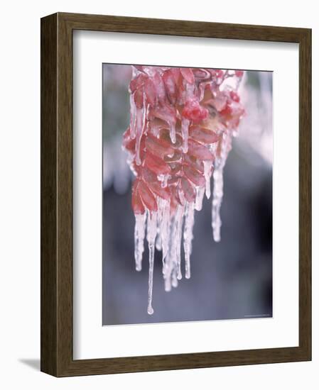 Ice on Smooth Sumac Tree, Bend, Oregon, USA-null-Framed Photographic Print