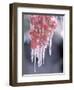 Ice on Smooth Sumac Tree, Bend, Oregon, USA-null-Framed Photographic Print