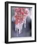 Ice on Smooth Sumac Tree, Bend, Oregon, USA-null-Framed Photographic Print