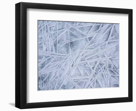 Ice on the edge of a fjord, Lofoten, Norway-Niall Benvie-Framed Photographic Print