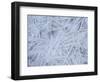 Ice on the edge of a fjord, Lofoten, Norway-Niall Benvie-Framed Photographic Print