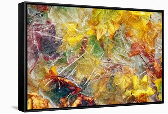 Ice Over Fallen Vine Maple Tree Leaves-Panoramic Images-Framed Stretched Canvas