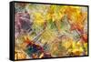 Ice Over Fallen Vine Maple Tree Leaves-Panoramic Images-Framed Stretched Canvas