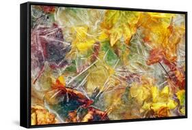 Ice Over Fallen Vine Maple Tree Leaves-Panoramic Images-Framed Stretched Canvas