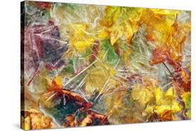 Ice Over Fallen Vine Maple Tree Leaves-Panoramic Images-Stretched Canvas