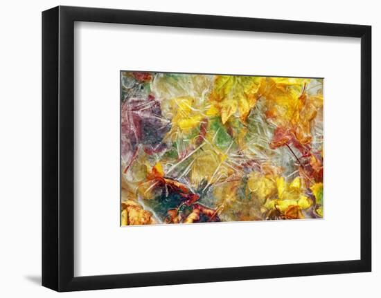 Ice Over Fallen Vine Maple Tree Leaves-Panoramic Images-Framed Photographic Print