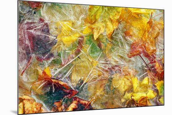 Ice Over Fallen Vine Maple Tree Leaves-Panoramic Images-Mounted Photographic Print