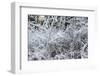 Ice Pattern-Keith Morgan-Framed Photographic Print