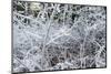 Ice Pattern-Keith Morgan-Mounted Photographic Print