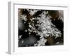 Ice Patterns are Seen on a Frosted Window-null-Framed Premium Photographic Print