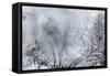 Ice Patterns on a Winter Window-abracadabra99-Framed Stretched Canvas