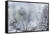 Ice Patterns on a Winter Window-abracadabra99-Framed Stretched Canvas