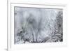 Ice Patterns on a Winter Window-abracadabra99-Framed Art Print