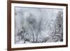 Ice Patterns on a Winter Window-abracadabra99-Framed Art Print