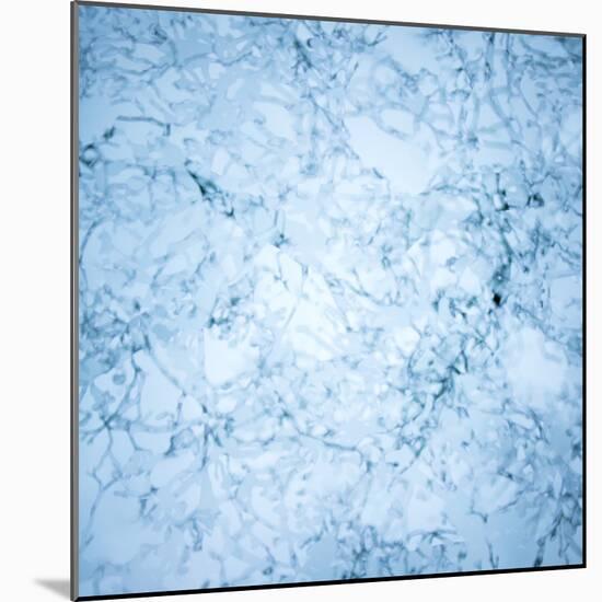 Ice Pearls-Doug Chinnery-Mounted Photographic Print