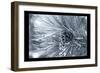 Ice Pine Cone 1-Gordon Semmens-Framed Giclee Print