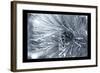 Ice Pine Cone 1-Gordon Semmens-Framed Giclee Print