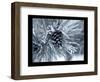 Ice Pine Cone 2-Gordon Semmens-Framed Premium Giclee Print