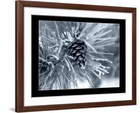 Ice Pine Cone 2-Gordon Semmens-Framed Giclee Print