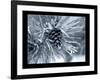 Ice Pine Cone 2-Gordon Semmens-Framed Giclee Print