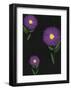 Ice Plant Blackboard-Lisa Stickley-Framed Giclee Print