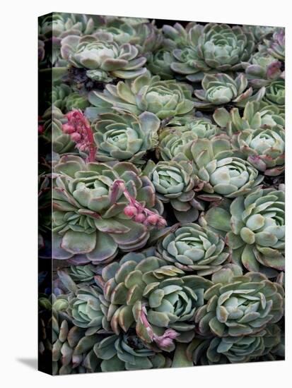 Ice Plant Clovers-Rachel Perry-Stretched Canvas