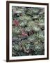 Ice Plant Clovers-Rachel Perry-Framed Art Print